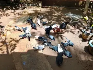Pigeons