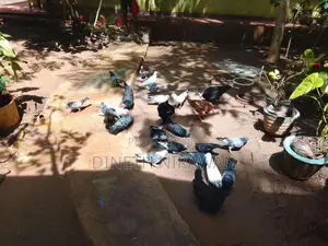 Pigeons