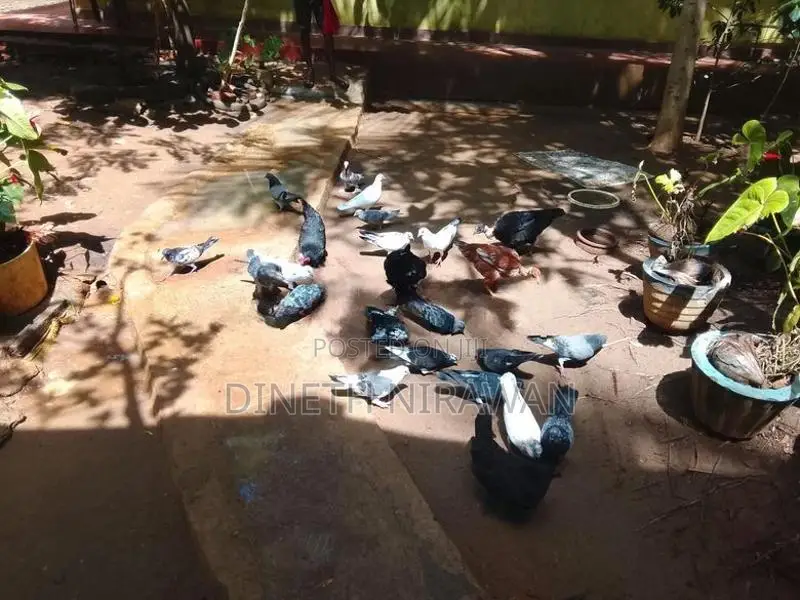 Pigeons