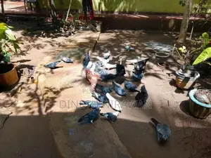 Pigeons