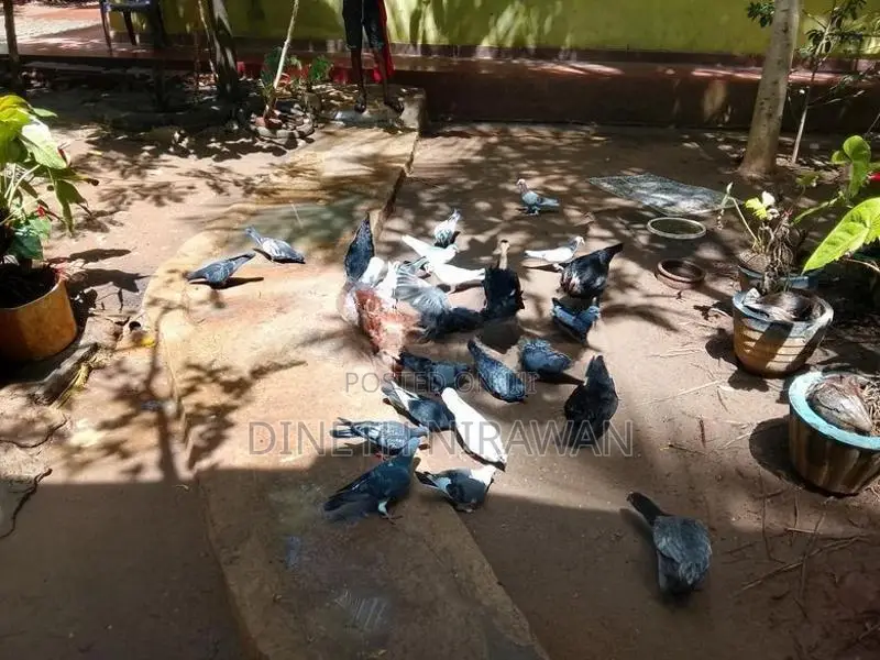 Pigeons