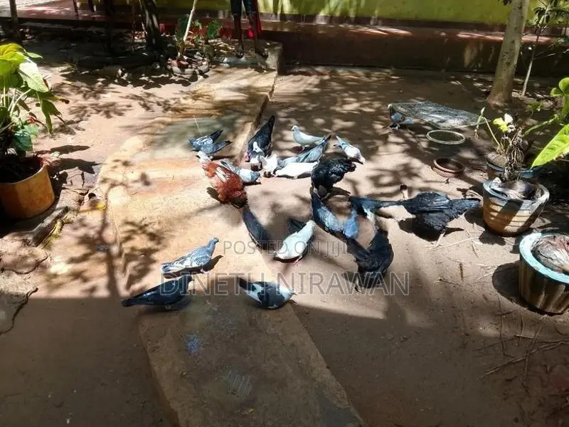 Pigeons