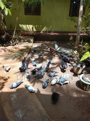 Pigeons