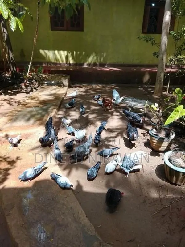 Pigeons