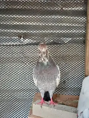 Pigeon