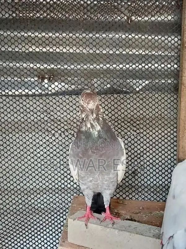 Pigeon