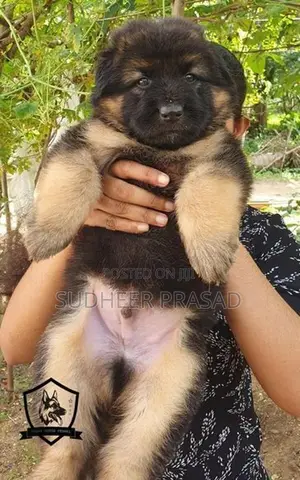 German Shepherd Long Coat puppy’s