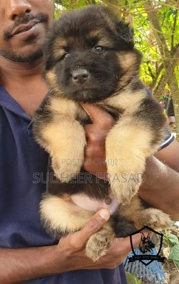 German Shepherd Long Coat puppy’s