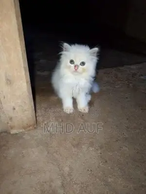 Persian Kittens