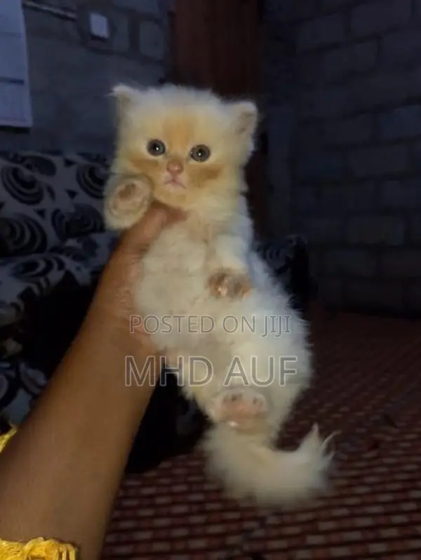 Persian Kittens