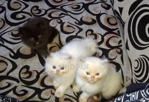 Persian Kittens