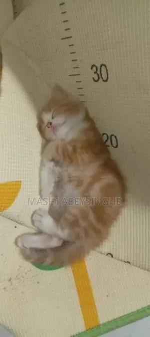 Himalayan Mix