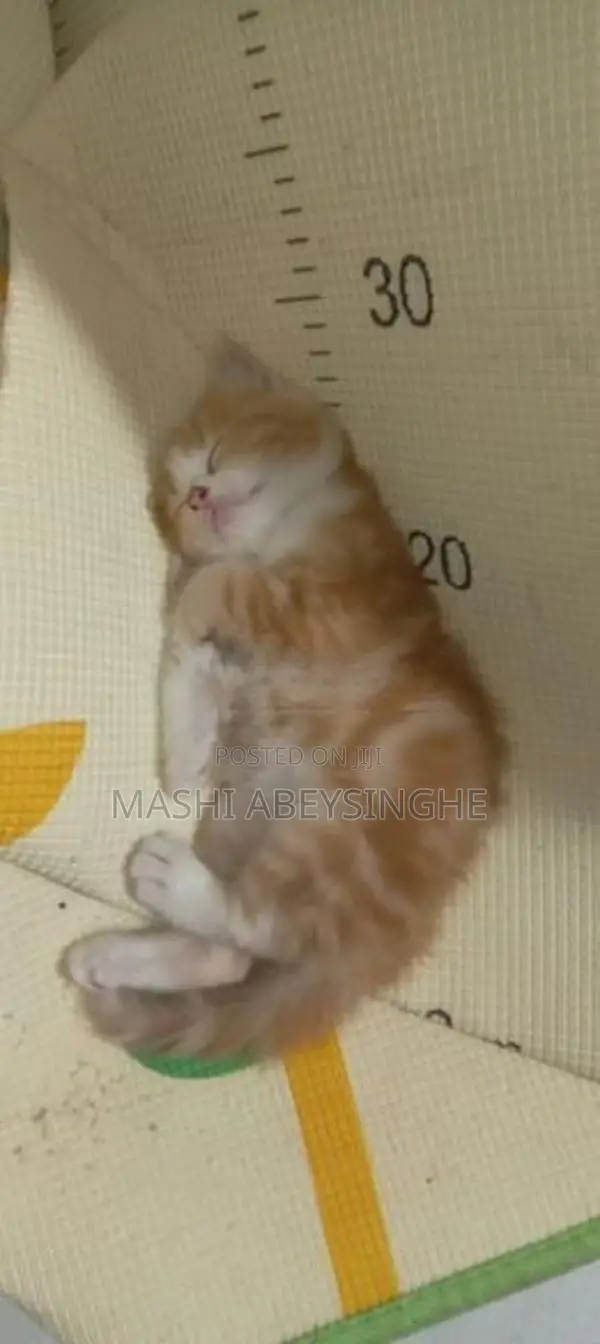 Himalayan Mix