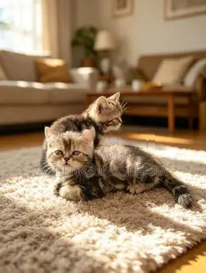 American Short Hair Kittens