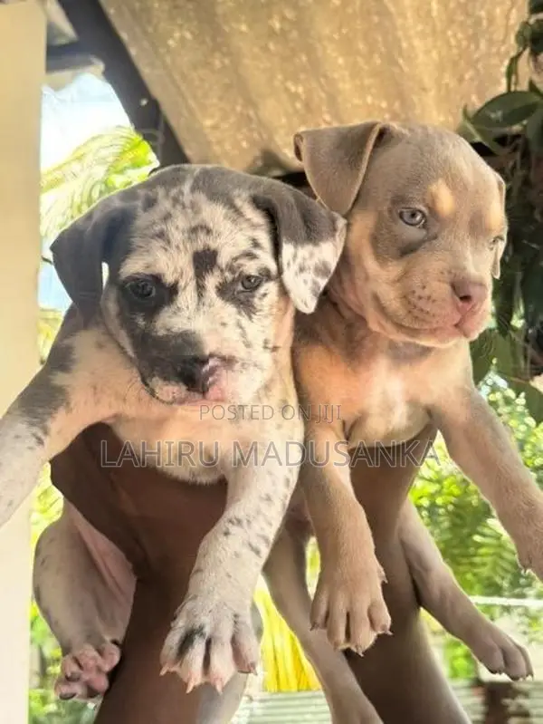 American Bully Puppies