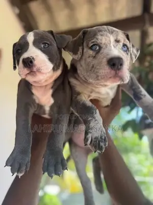 American Bully Puppies