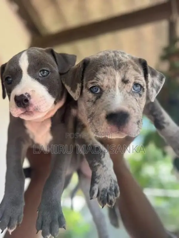 American Bully Puppies