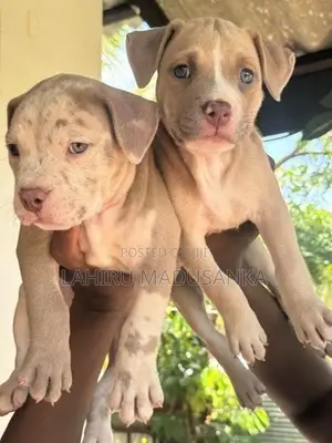 American Bully Puppies