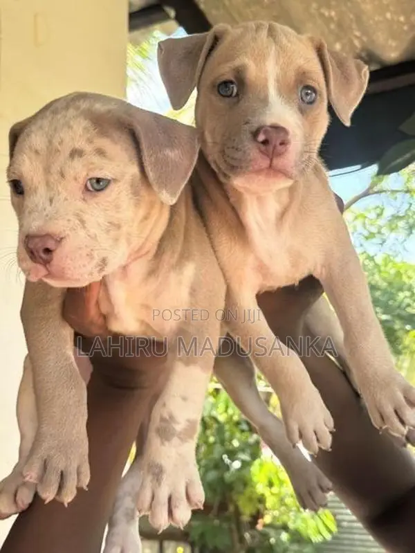 American Bully Puppies