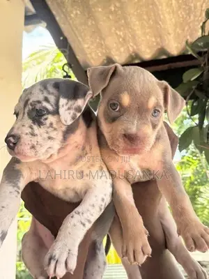 American Bully Puppies
