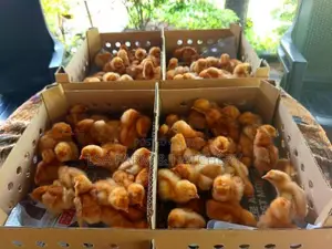 රතු කිකිළි පැටවුන්