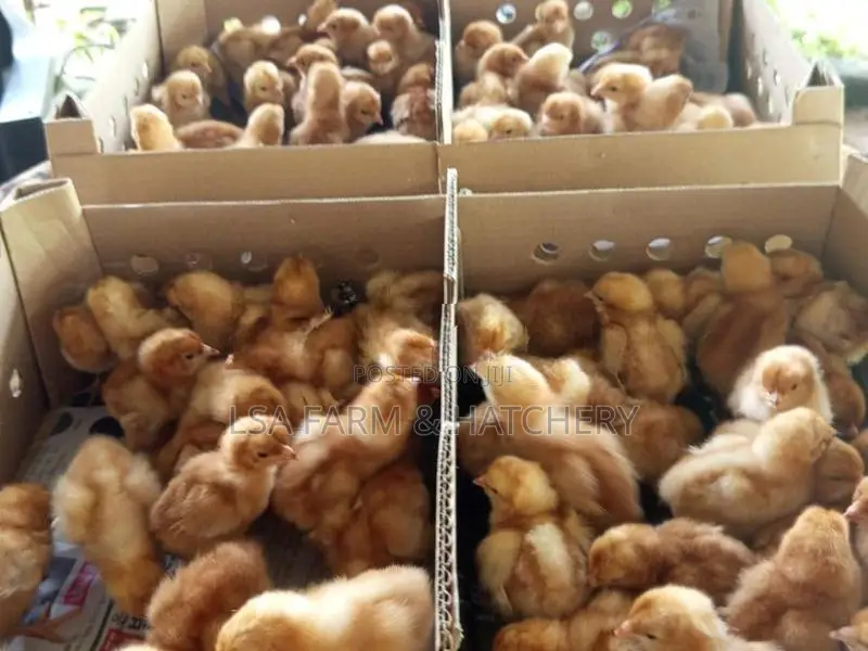 රතු කිකිළි පැටවුන්