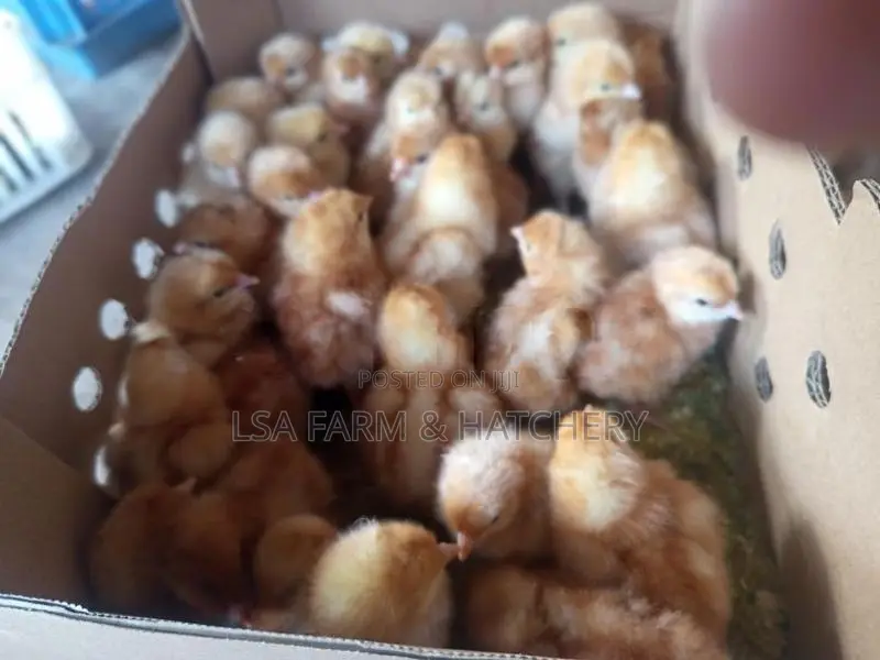 රතු කිකිළි පැටවුන්