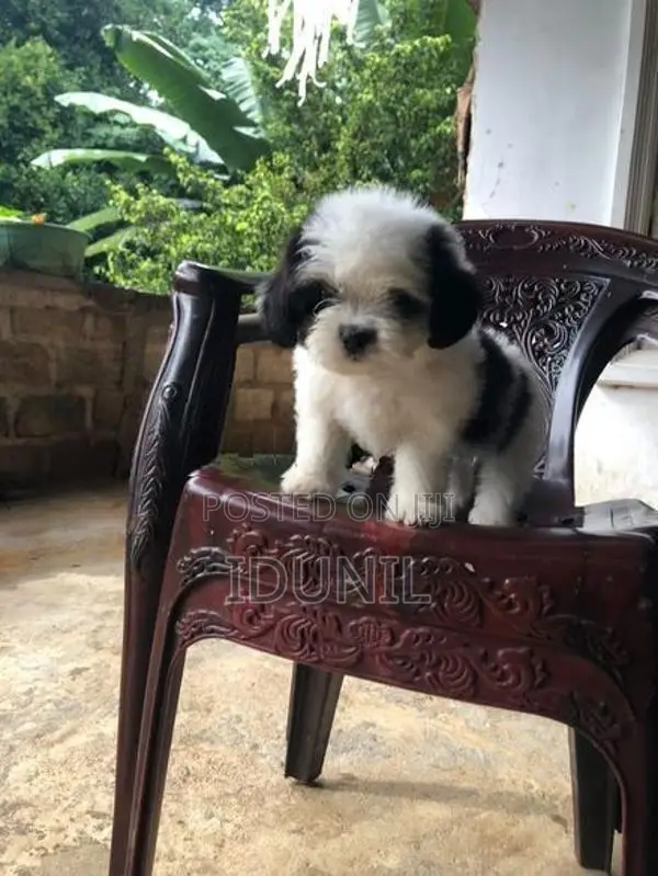 Shih Tzu Puppy