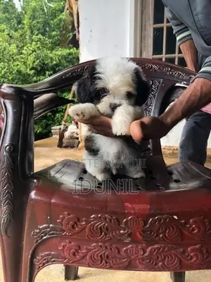 Shih Tzu Puppy