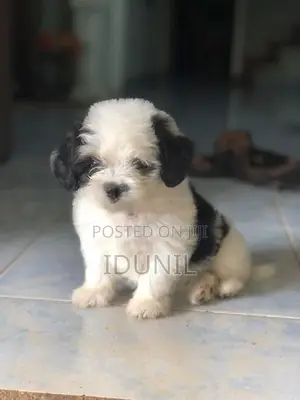 Shih Tzu Puppy