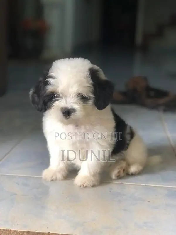 Shih Tzu Puppy