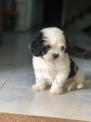 Shih Tzu Puppy