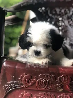Shih Tzu Puppy