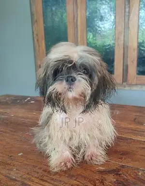 Shitzu Puppy