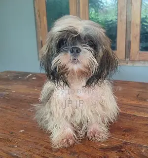 Shitzu Puppy