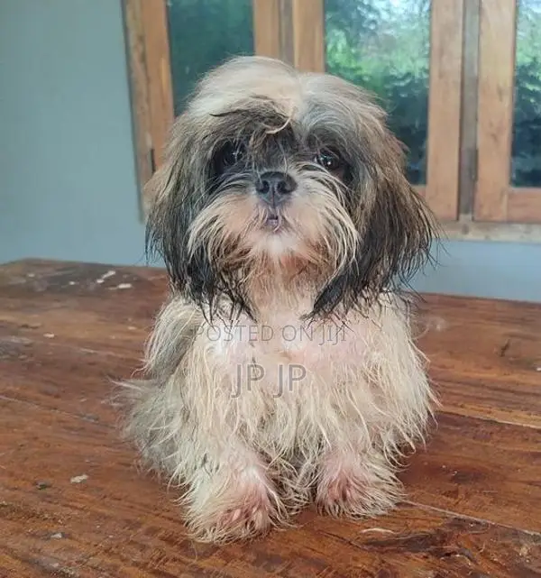 Shitzu Puppy