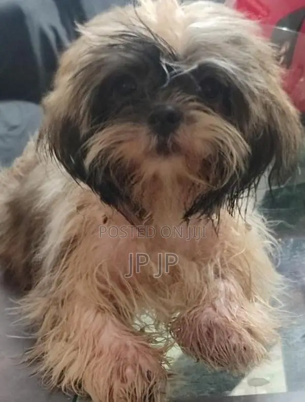 Shitzu Puppy