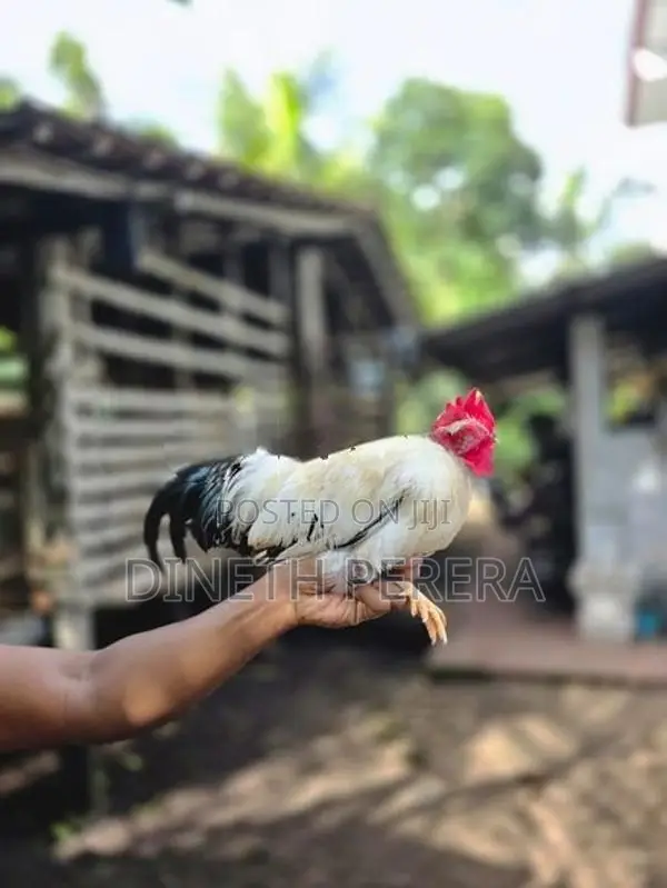 Japanese Bantam Chicken