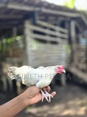 Japanese Bantam Chicken