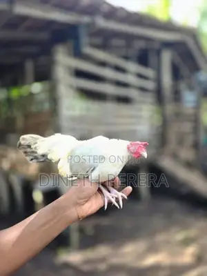 Japanese Bantam Chicken