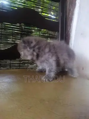 Persian Baby
