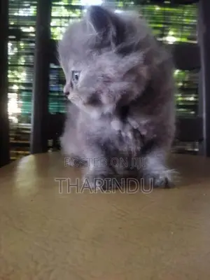 Persian Baby