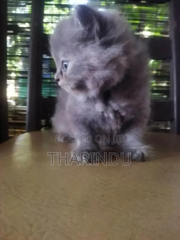 Persian Baby