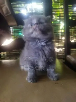 Persian Baby