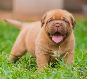 Dogue De Bordeaux (french Mastiff) Puppies