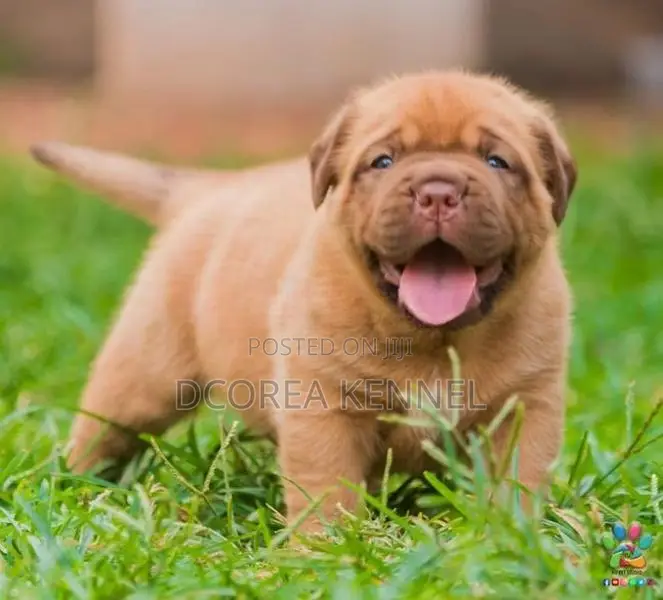 Dogue De Bordeaux (french Mastiff) Puppies