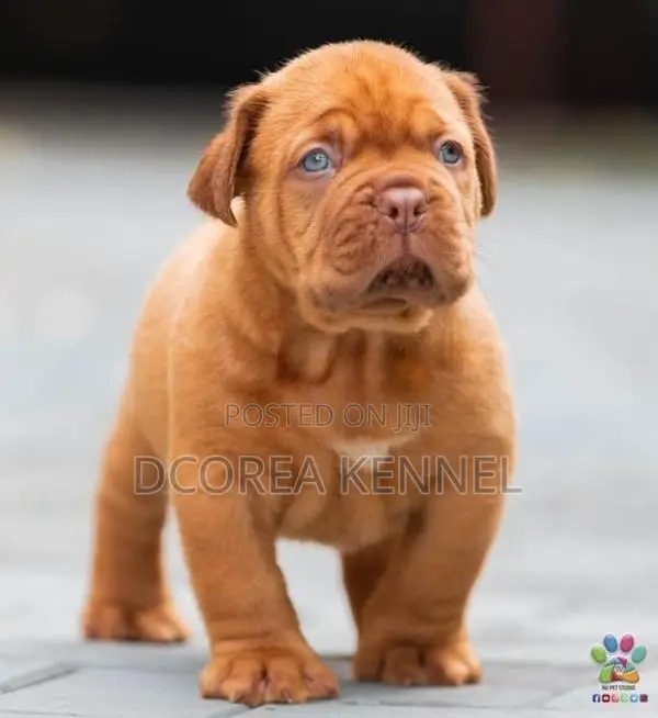 Dogue De Bordeaux (french Mastiff) Puppies