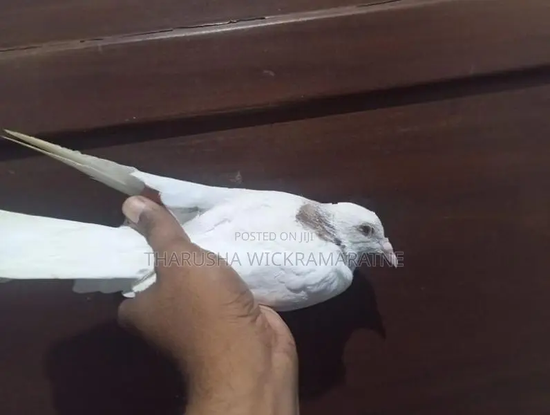 පරවි මිගමුව