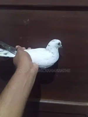 පරවි මිගමුව