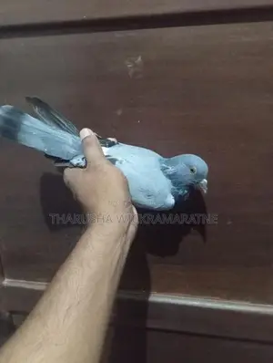 පරවි මිගමුව